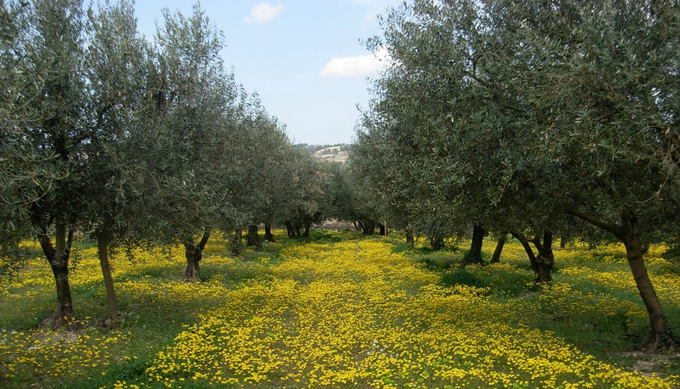 Huile d'olive douce d'olives noires de Nyons - Graines d'ici