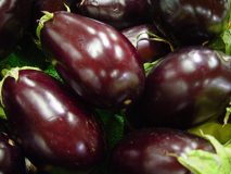 Producteur fruits et légumes : aubergines en Drôme Provençale