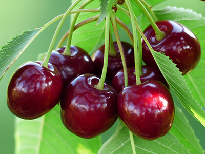 Vente directe fruits et légumes : cerises