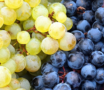 Producteur raisin en Drôme Provençale