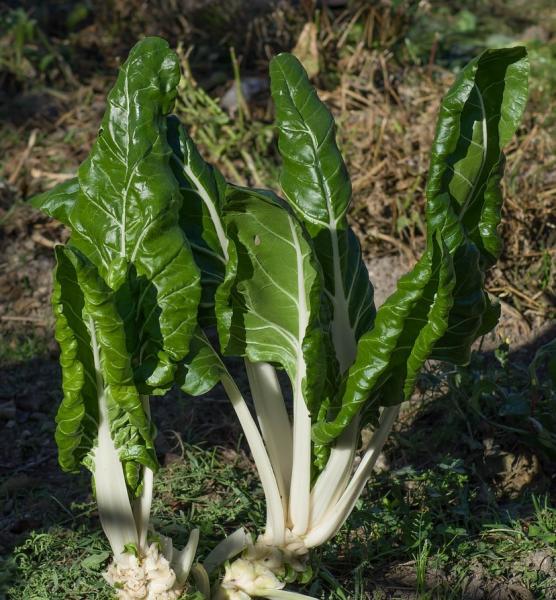 légume produit au Domaine des Arches près de nyons