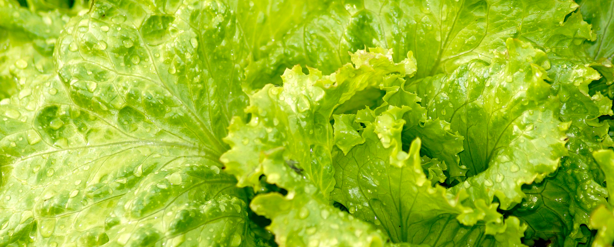 salade verte